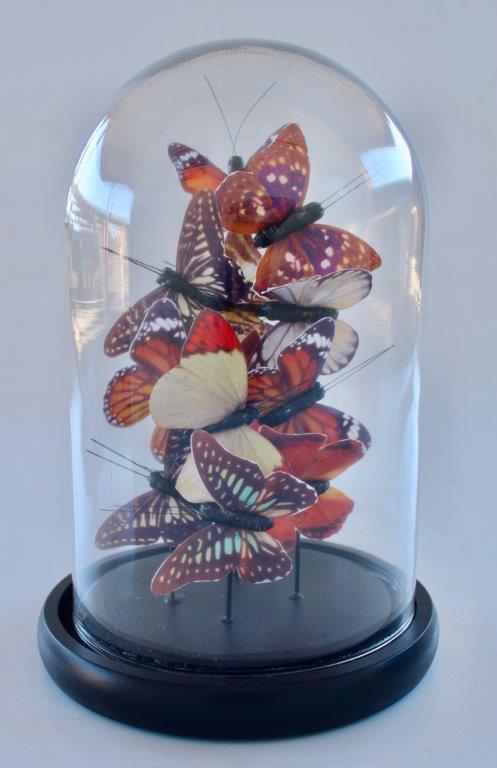 Small Glass Dome Brown Butterflies